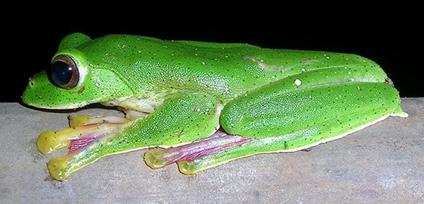 坑爹网红青蛙的沙雕日常,佛系青蛙的日常