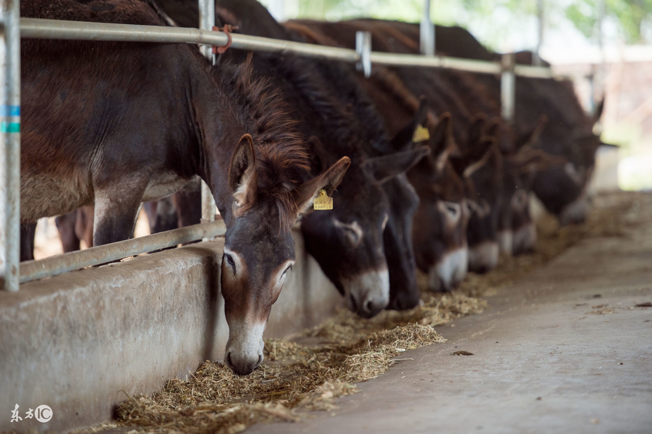 驴有话说系列之七，驴是咋死的？不小心被“环保”，没人养我们了