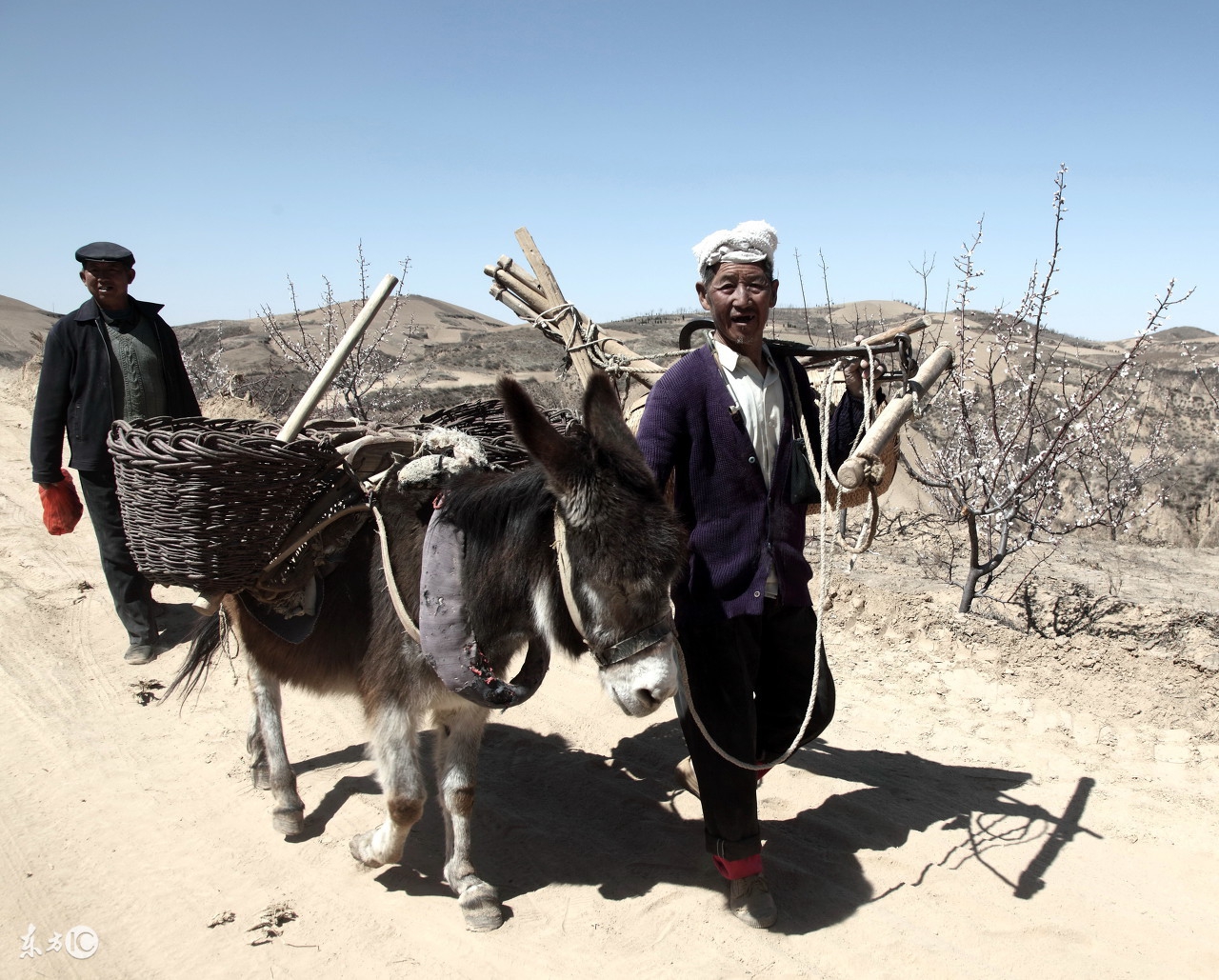 驴有话说系列之七，驴是咋死的？不小心被“环保”，没人养我们了