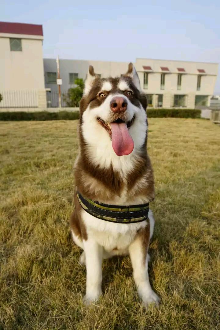 阿拉斯加幼犬被抛弃,阿拉斯加狗狗被救治了