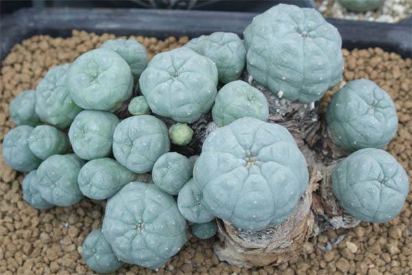 划划手机养养眼，让多肉美拍缓解你的疲劳，静下来明天再出发！