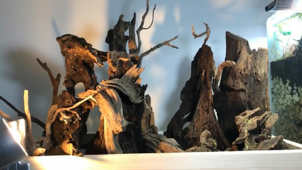 草缸造景维护教程,苔藓造景雨林缸新手