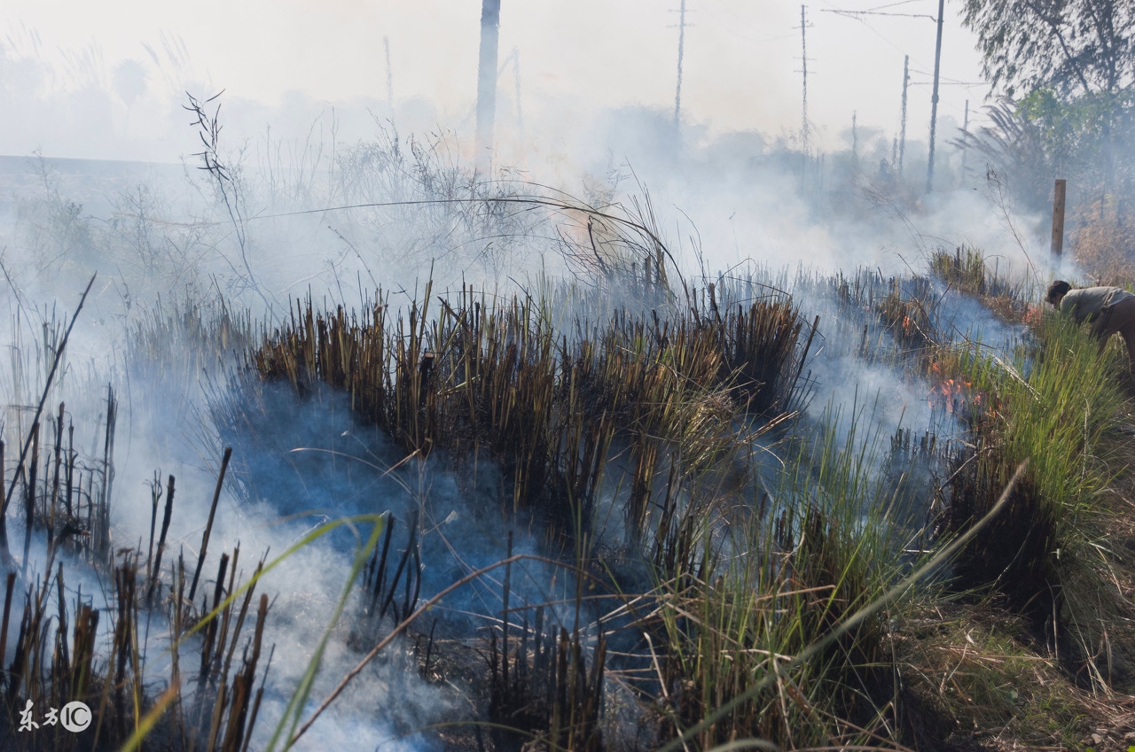 天气降温果树受冻,气温骤降果树如何才能度过严冬