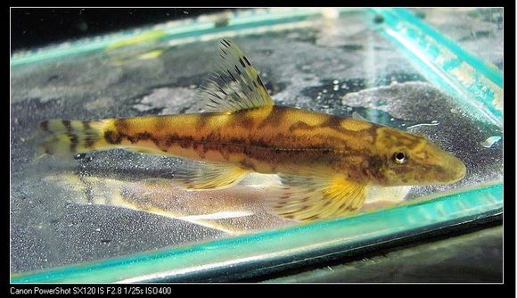 清洁鱼缸吸鳅和清道夫哪个好,如何养好吸鳅