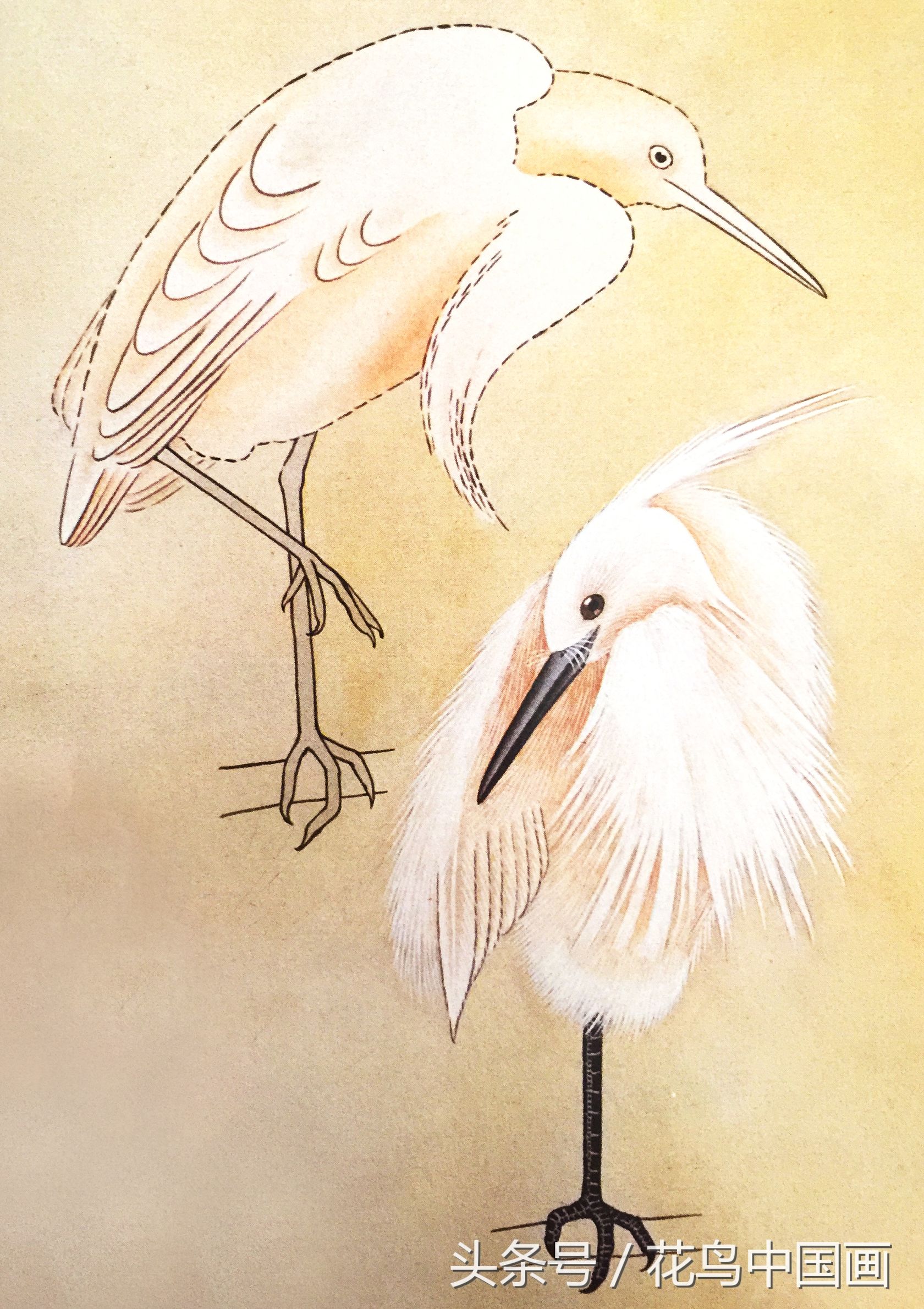 工笔国画白鸟的画法,写意花鸟羽毛技法