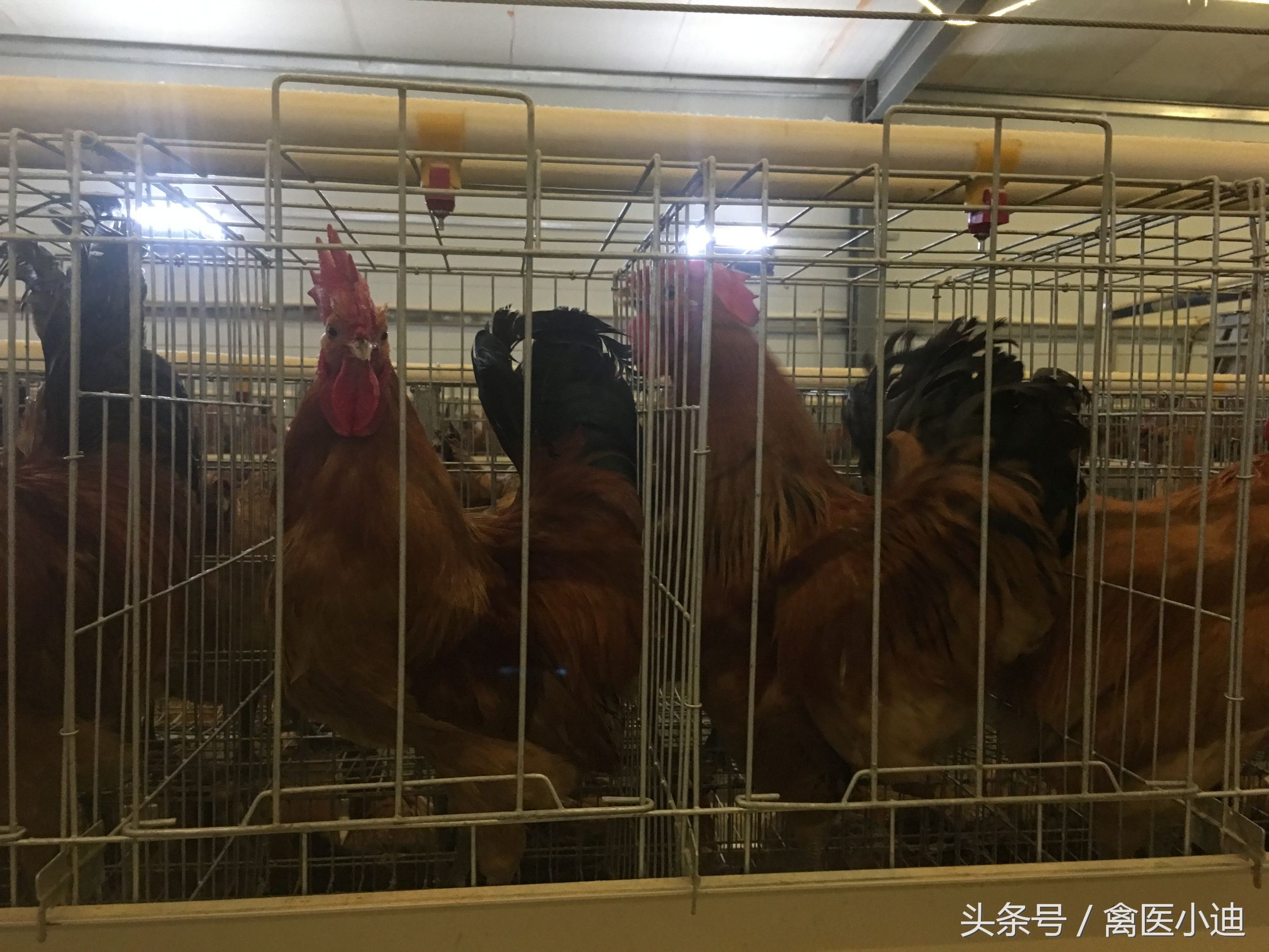 怎么样从鸡冠颜色判断鸡健康状况,看鸡冠怎么看出公鸡或母鸡