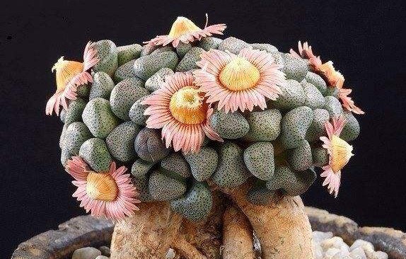 有钱买不到！这才是真正的多肉老桩