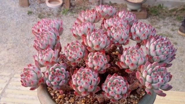 有钱买不到！这才是真正的多肉老桩