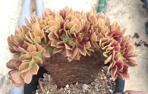 有钱买不到！这才是真正的多肉老桩