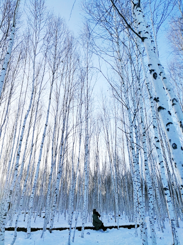 「新年目的地推荐一」金鸡之巅，边境梦雪，一路向北