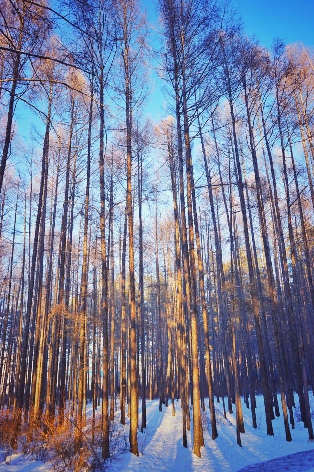 「新年目的地推荐一」金鸡之巅，边境梦雪，一路向北