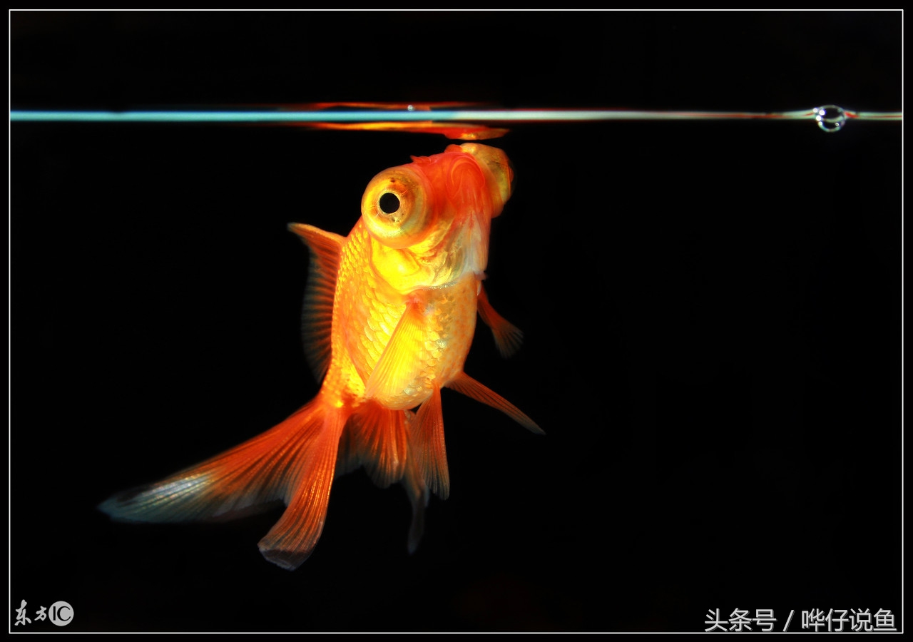 开一个小的水族店需要多少钱,开一家生态鱼缸店要多少钱