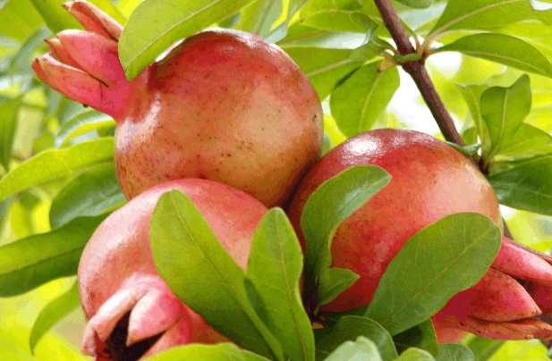 孕妇吃石榴对胎儿有影响吗,石榴孕妇吃了有什么好处