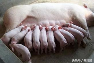 哺乳母猪正确的喂养方法,哺乳母猪的饲养与管理