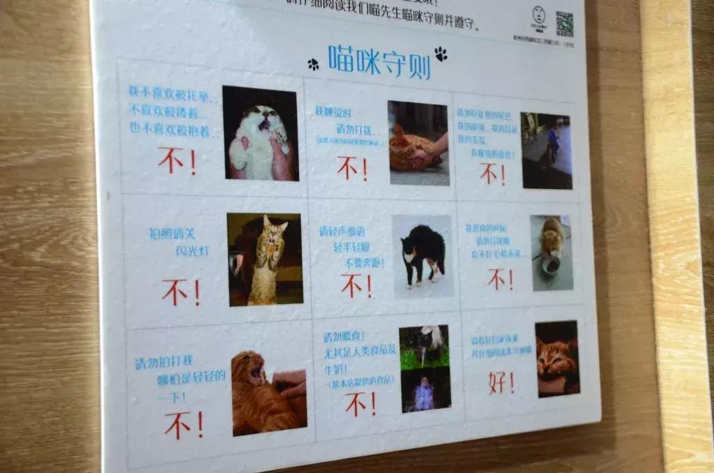 杭州可以撸猫的店,杭州撸猫地方推荐