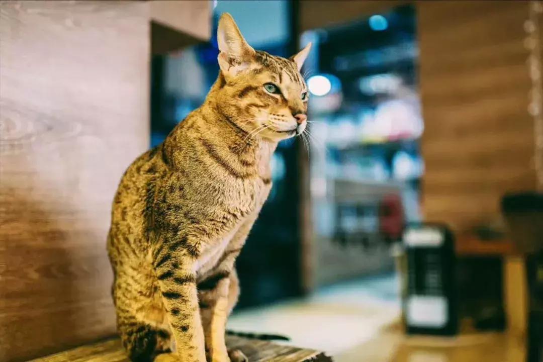 杭州可以撸猫的店,杭州撸猫地方推荐