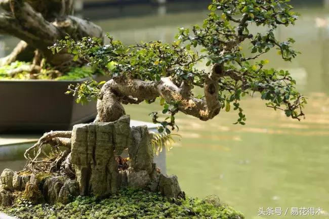 榕树掉叶是什么原因引起的,人参榕树掉叶怎么回事