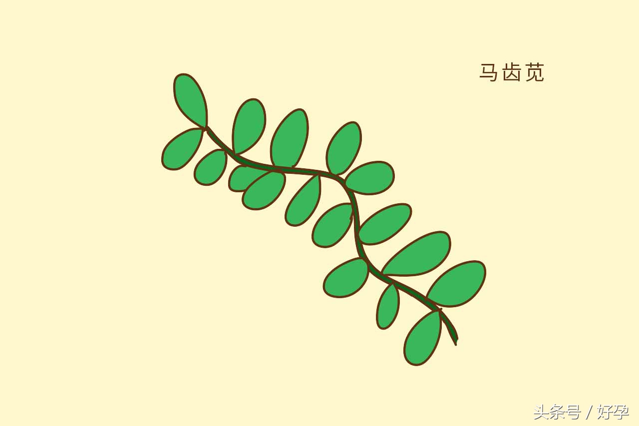 孕妇怀孕禁忌蔬菜,怀孕后必须忌口的10种食物