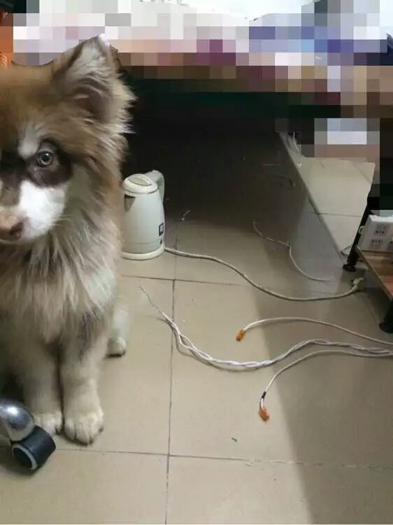 阿拉斯加幼犬被抛弃,阿拉斯加狗狗被救治了