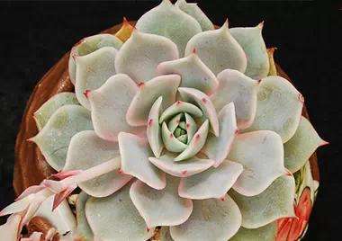 划划手机养养眼，让多肉美拍缓解你的疲劳，静下来明天再出发！