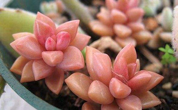 划划手机养养眼，让多肉美拍缓解你的疲劳，静下来明天再出发！