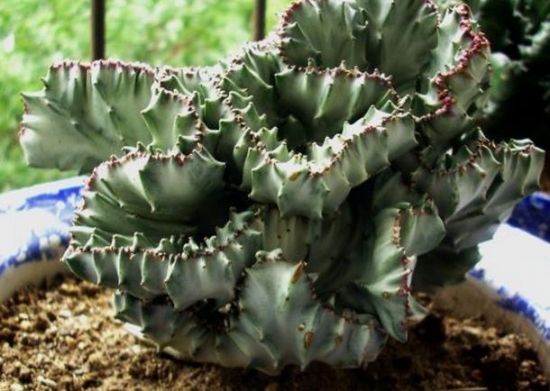 划划手机养养眼，让多肉美拍缓解你的疲劳，静下来明天再出发！