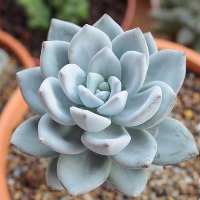 划划手机养养眼，让多肉美拍缓解你的疲劳，静下来明天再出发！