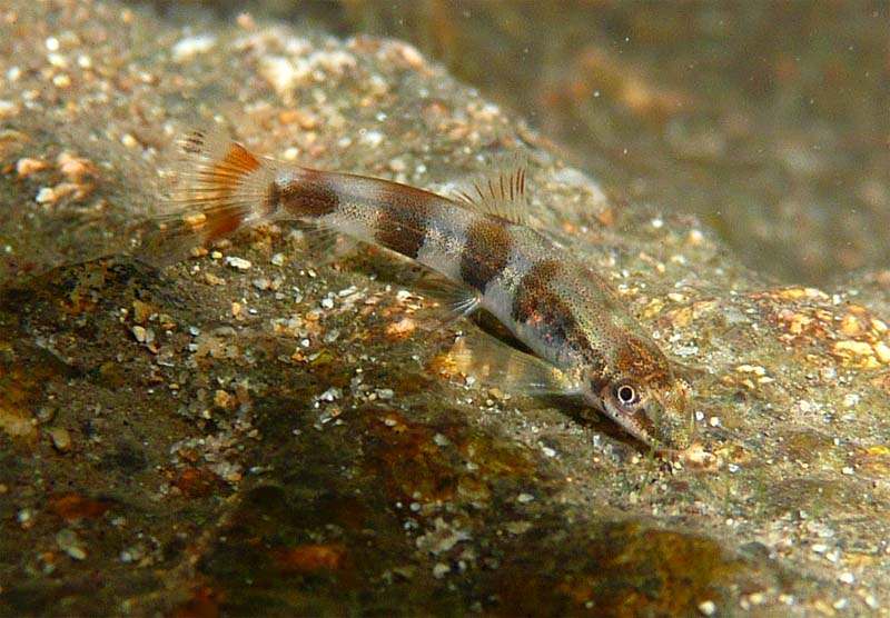 清洁鱼缸吸鳅和清道夫哪个好,如何养好吸鳅