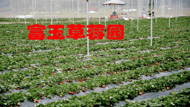 五彩田园富玉农场10月份采摘,玉林五彩田园富玉农场