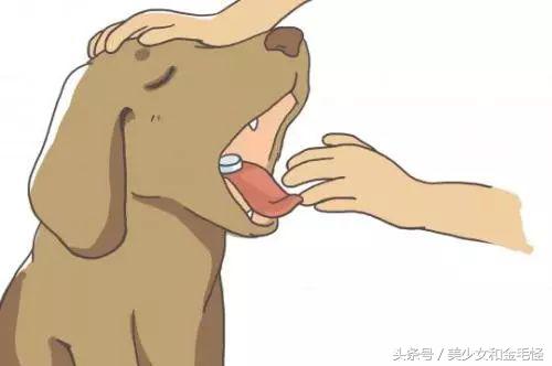 狗狗得莱姆病怎么治疗,人畜共患传染病怎样处理