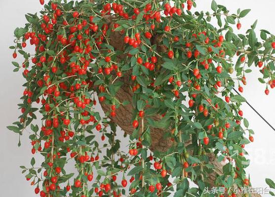 家里栽的枸杞能结果吗,家里栽枸杞树好不好啊