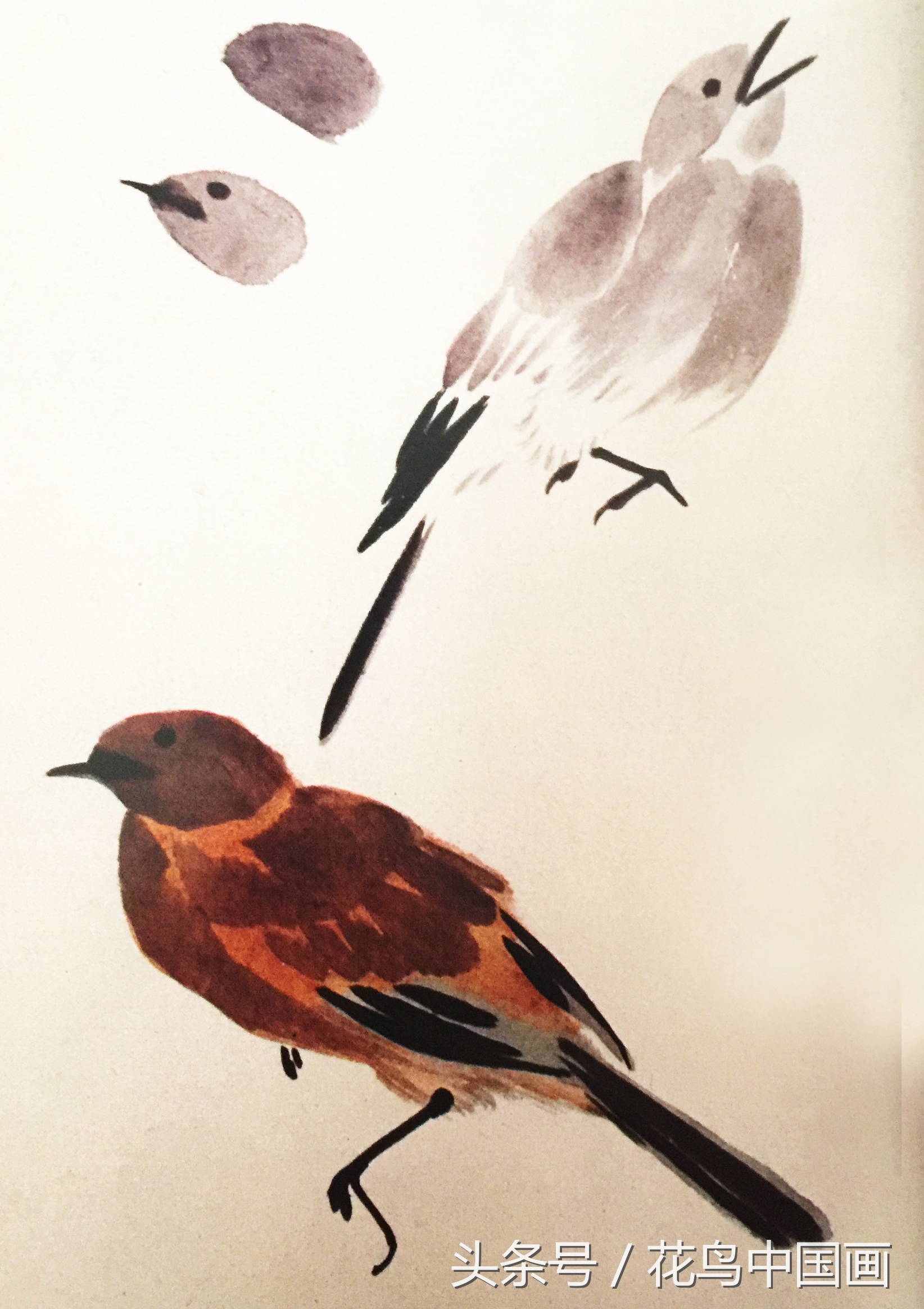 工笔国画白鸟的画法,写意花鸟羽毛技法