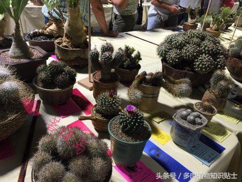 仙人掌常识视频,仙人掌的科普知识和养护小技巧