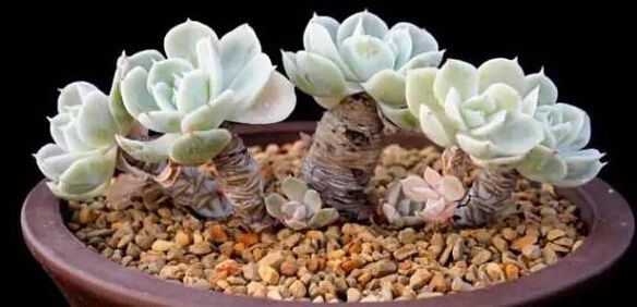 有钱买不到！这才是真正的多肉老桩