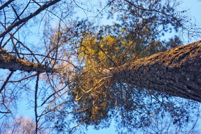 「新年目的地推荐一」金鸡之巅，边境梦雪，一路向北