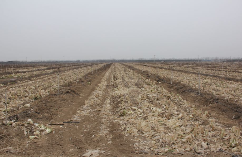 美菜在行动｜60万斤娃娃菜严重滞销，美菜奔赴焦作驰援！