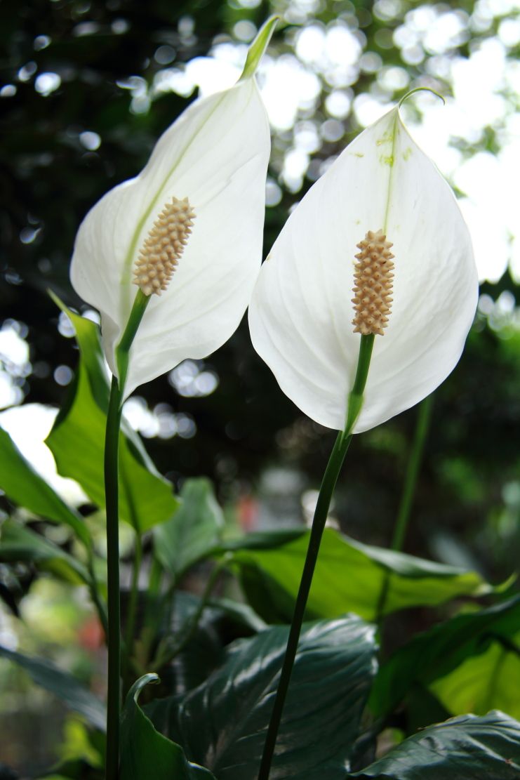 白掌盆栽一帆风顺黄叶了咋办,白掌一帆风顺养殖方法和注意事项