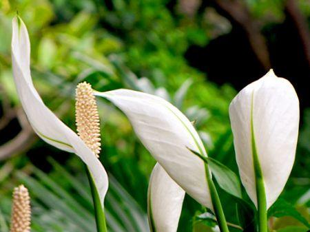 白掌盆栽一帆风顺黄叶了咋办,白掌一帆风顺养殖方法和注意事项