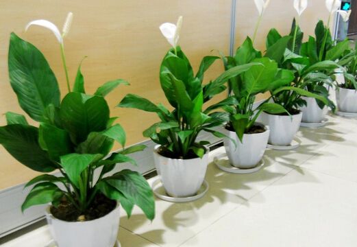 白掌盆栽一帆风顺黄叶了咋办,白掌一帆风顺养殖方法和注意事项