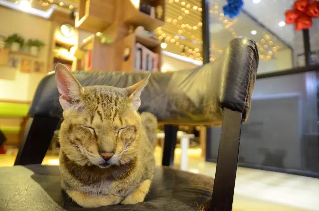 杭州可以撸猫的店,杭州撸猫地方推荐