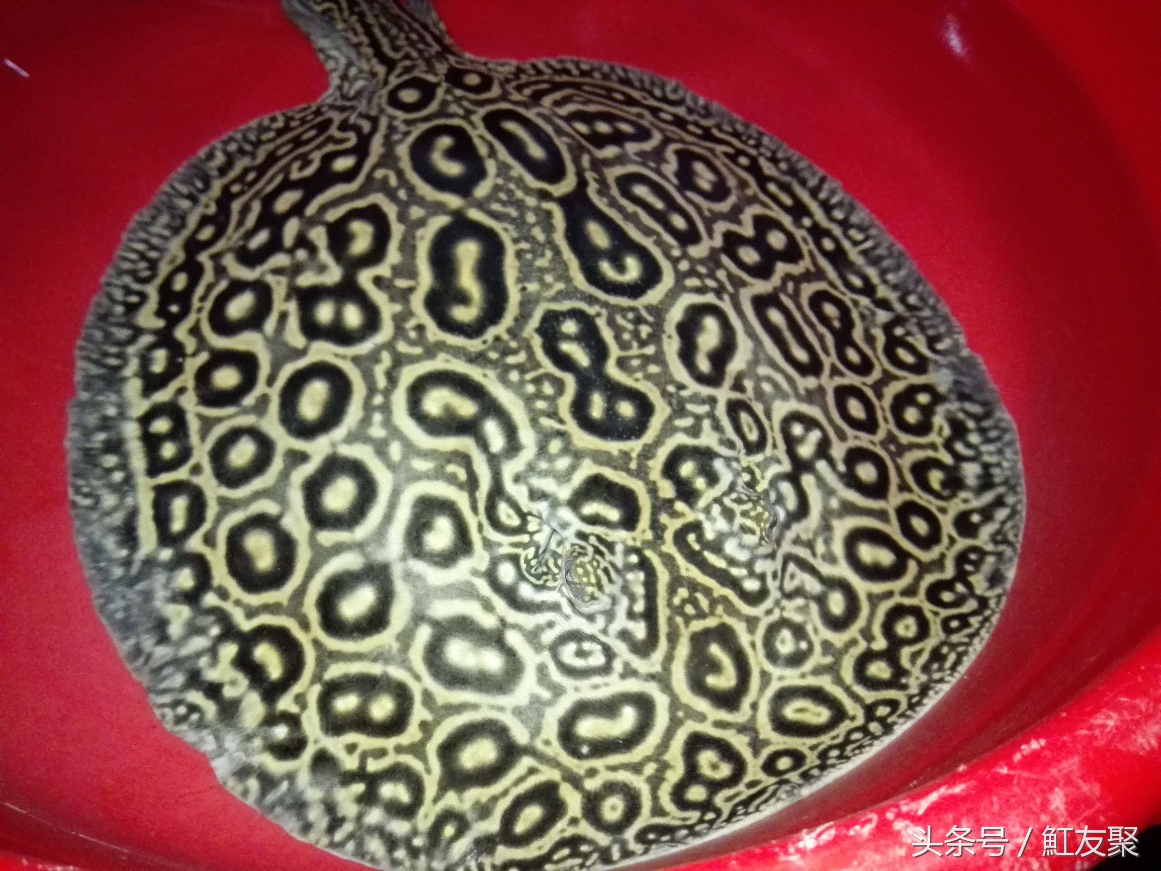 要怎样养好魟鱼,魟鱼最佳饲养方法