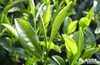 品种香、工艺香、山场香，其中的奥妙你们知道吗？