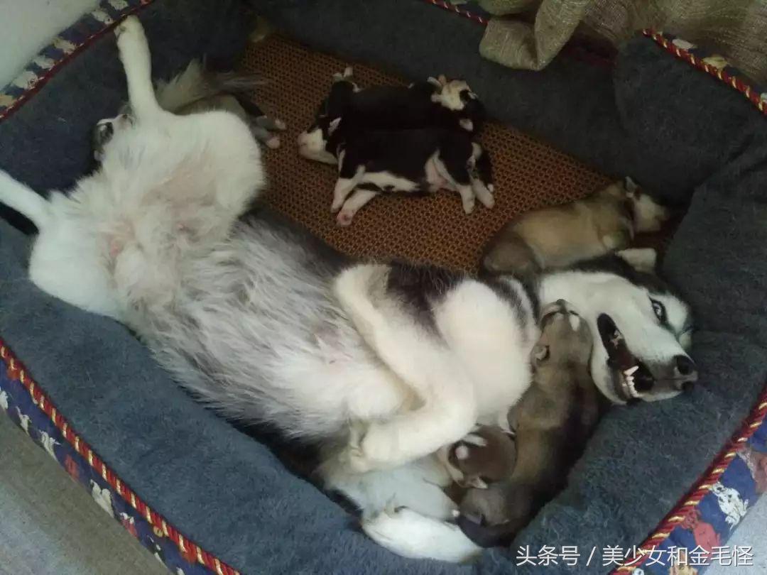 母犬需要注意的问题：难产，如何正确认识、预防和治疗难产呢？