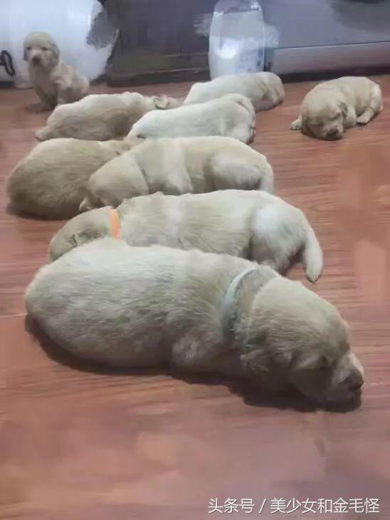 母犬需要注意的问题：难产，如何正确认识、预防和治疗难产呢？