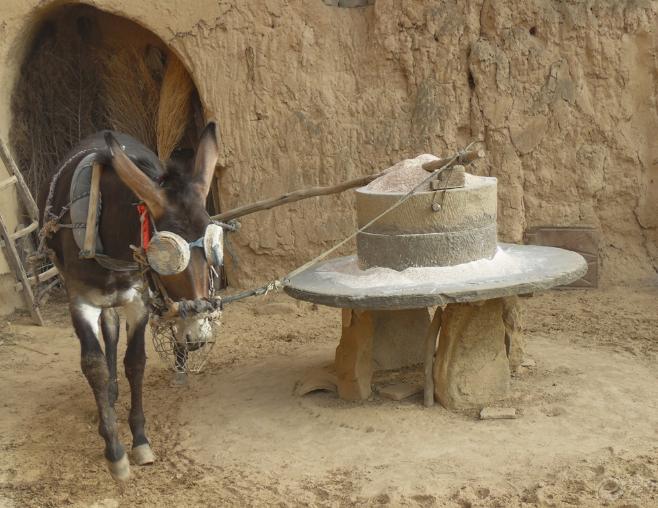 茅侃侃自杀拷问创业者,什么是创业?什么是成功?