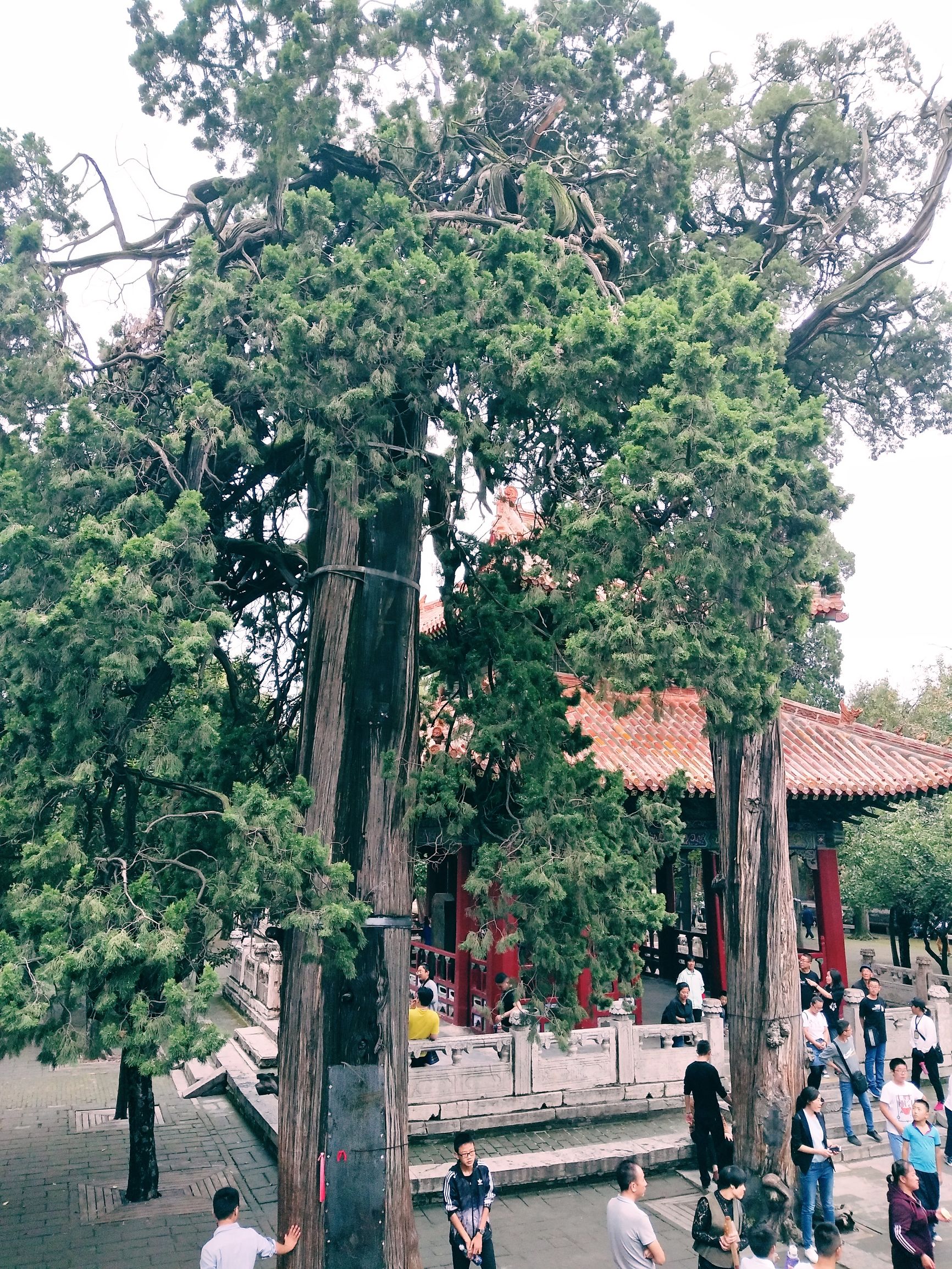 曲阜孔庙旅游攻略图片欣赏,曲阜孔庙景点简介图片高清