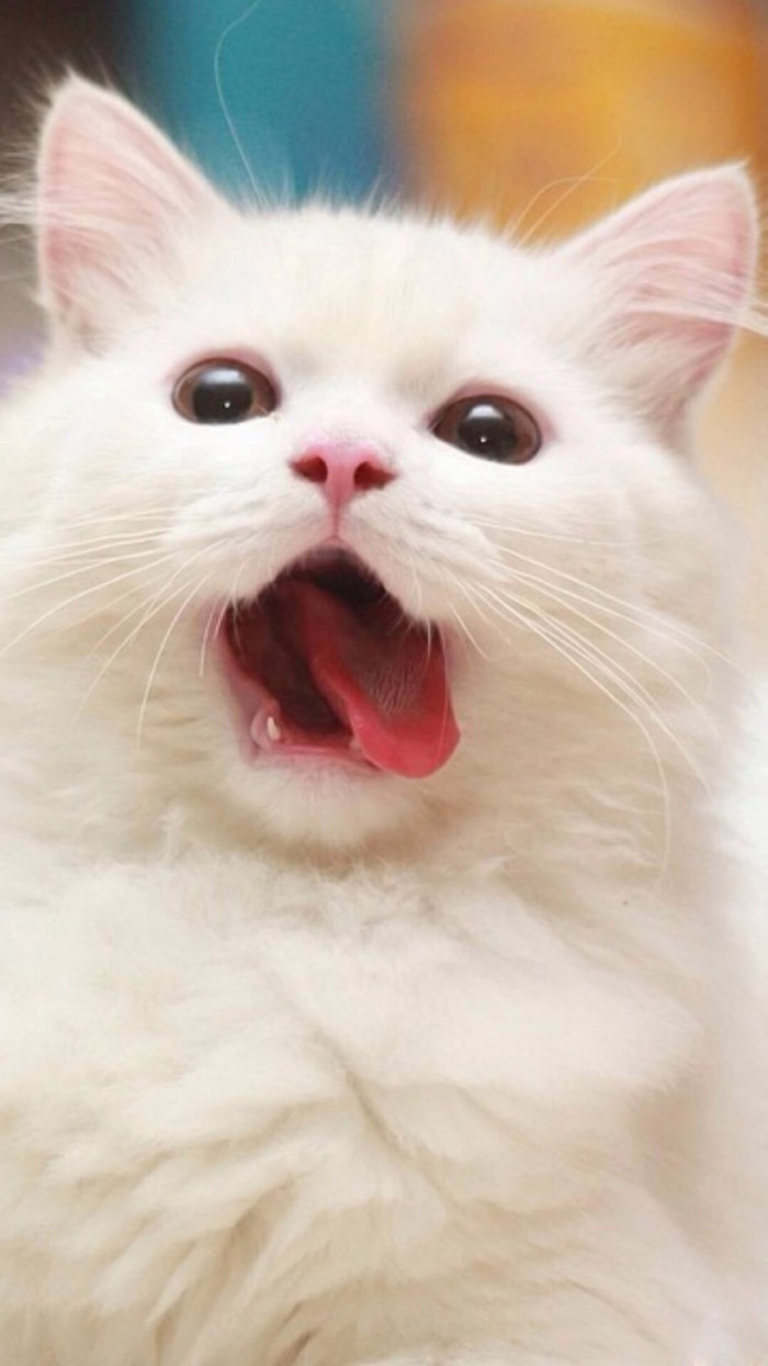 猫是不是真的有九条命,猫有九条命唯有一颗心