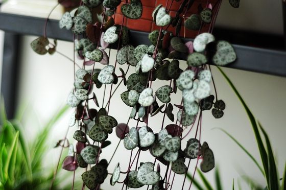 划划手机养养眼，让多肉美拍缓解你的疲劳，静下来明天再出发！