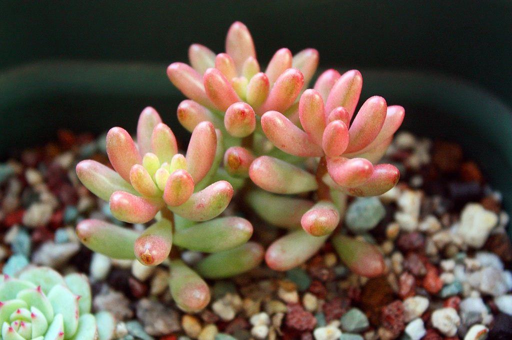 划划手机养养眼，让多肉美拍缓解你的疲劳，静下来明天再出发！