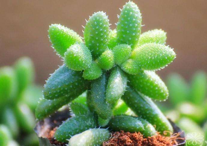 划划手机养养眼，让多肉美拍缓解你的疲劳，静下来明天再出发！